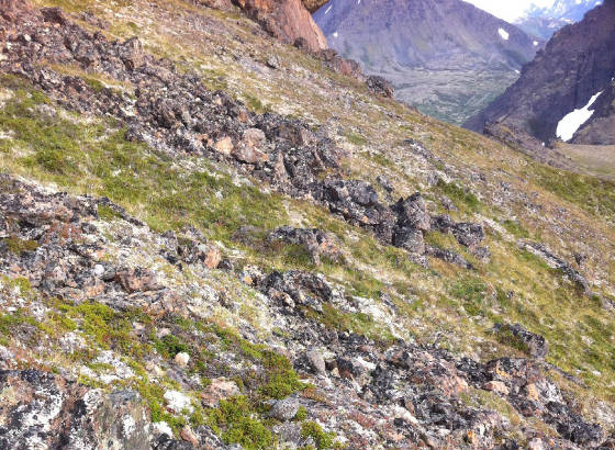 082512pk3ptarmigan026crop.jpg